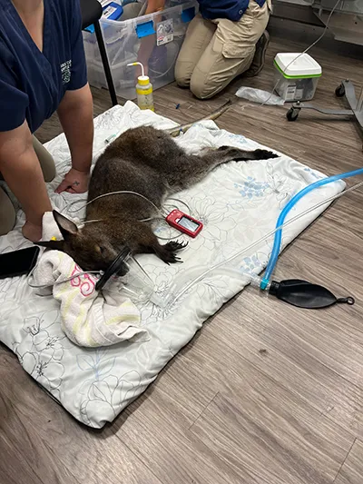 Center for Avian & Exotic Medicine : AVIAN Picture 8