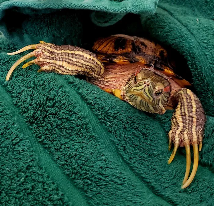 Center for Avian & Exotic Medicine : AVIAN Picture 10