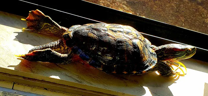 Center for Avian & Exotic Medicine : AVIAN Picture 9