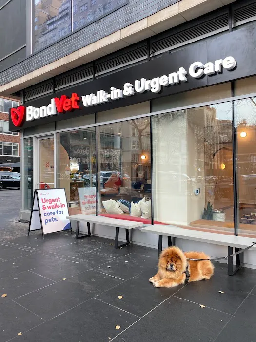 Bond Vet - Upper East Side at 62nd Street Picture 6