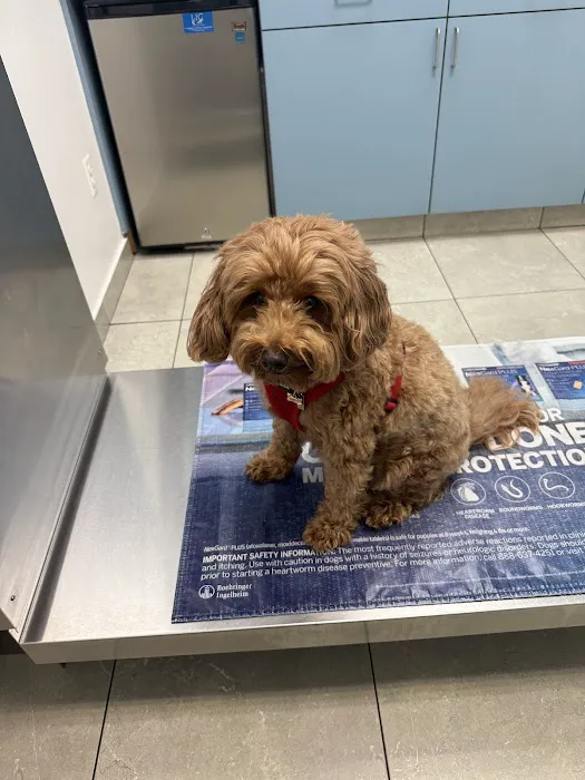 Long Island City Veterinary Center Picture 2