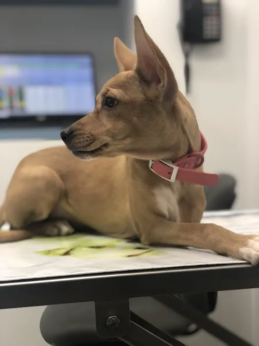 Long Island City Veterinary Center Picture 9