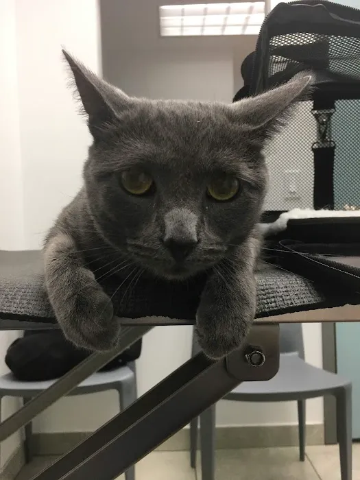Long Island City Veterinary Center Picture 7