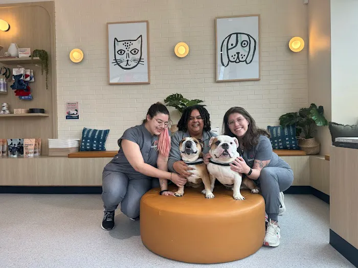 Bond Vet - Long Island City Picture 4