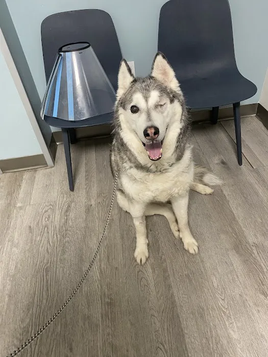 Veterinary Eye Center of New York City (Long Island City) Picture 1