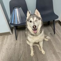 Veterinary Eye Center of New York City (Long Island City) ico