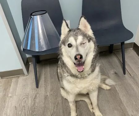 Veterinary Eye Center of New York City (Long Island City)