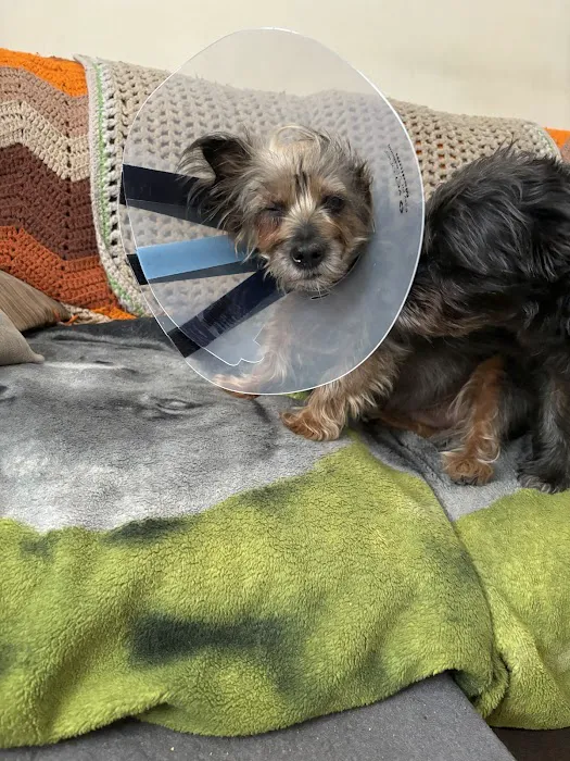 Veterinary Eye Center of New York City (Long Island City) Picture 9