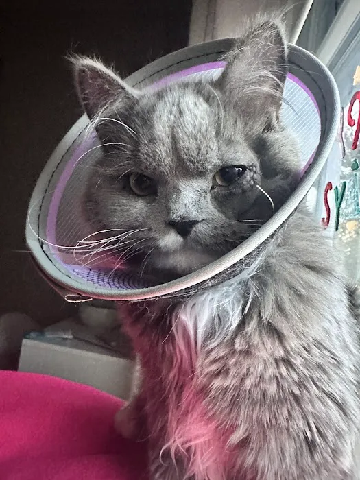 InstaVet Picture 2