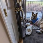 Veterinary Oncology Services