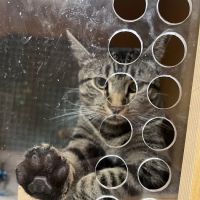Vetco Vaccination Clinic ico