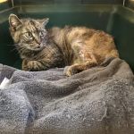 Kew Gardens Animal Hospital