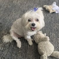 Juniper Valley Animal Hospital ico