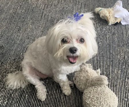 Juniper Valley Animal Hospital