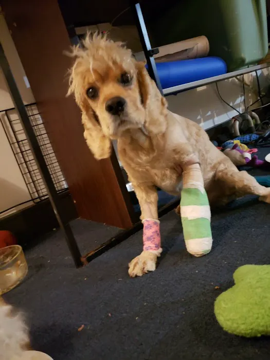Elmhurst Animal Hospital Picture 3