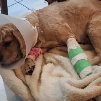 Elmhurst Animal Hospital ico