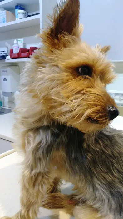 Elmhurst Animal Hospital Picture 4