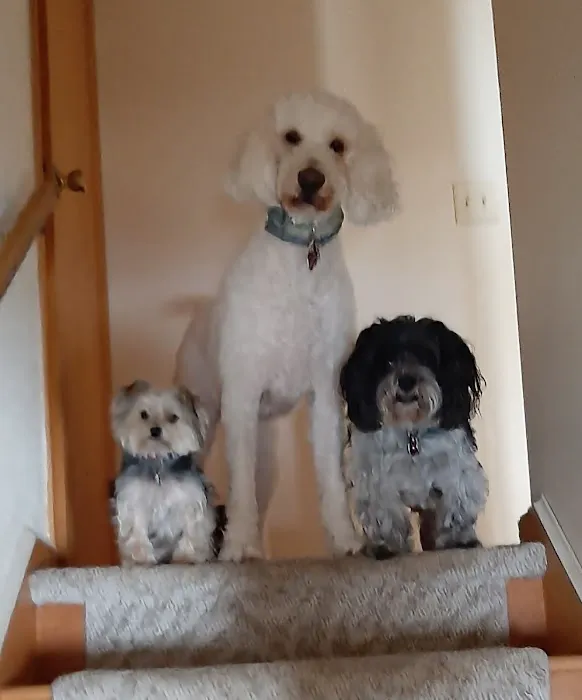 PetVet Vaccination Clinic Picture 1