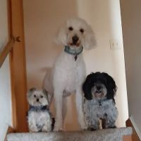 PetVet Vaccination Clinic ico