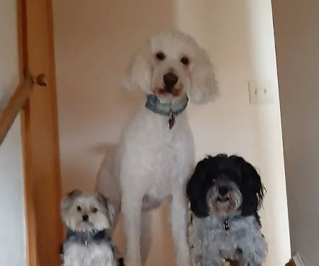 PetVet Vaccination Clinic