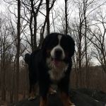 Dobbs Ferry Animal Hospital