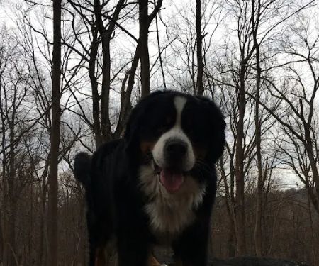 Dobbs Ferry Animal Hospital