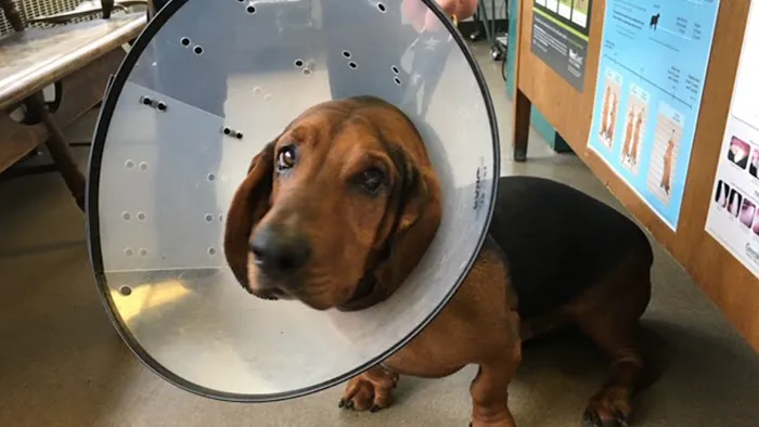 Dobbs Ferry Animal Hospital Picture 9