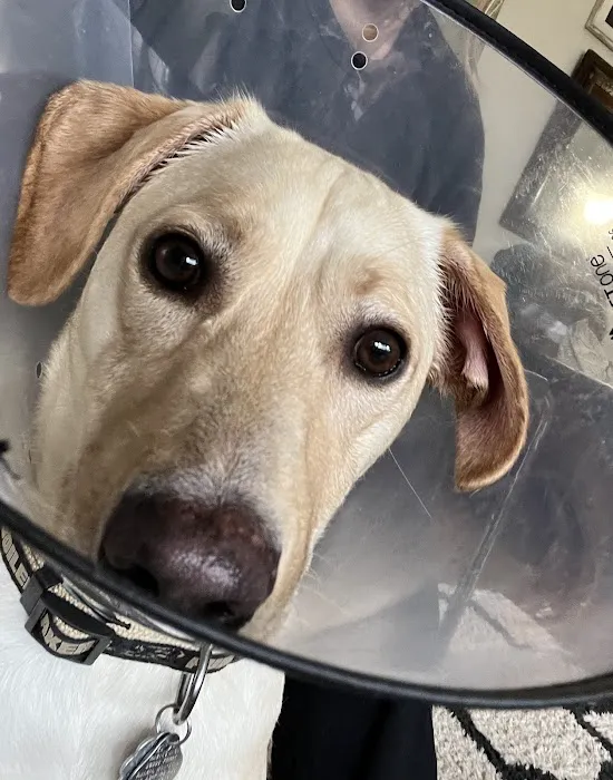 Dobbs Ferry Animal Hospital Picture 7