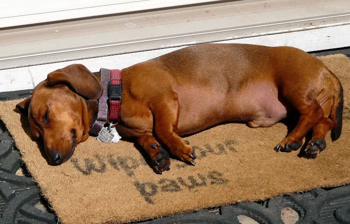 Ardsley Veterinary Associates Picture 3