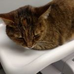 Ardsley Veterinary Associates