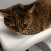 Ardsley Veterinary Associates ico