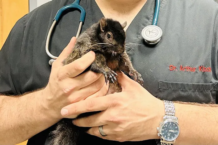 Saw Mill Veterinary Care Picture 1