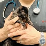 Saw Mill Veterinary Care