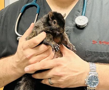 Saw Mill Veterinary Care