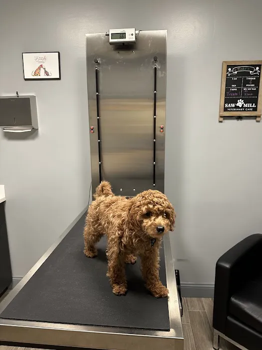 Saw Mill Veterinary Care Picture 2