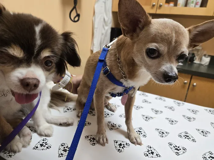 Dakota Veterinary Center Picture 3