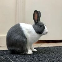 Dakota Veterinary Center ico