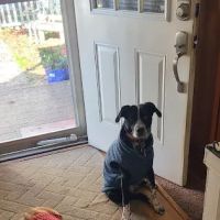 Valhalla Animal Hospital ico