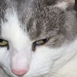 Banfield Pet Hospital