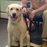 Better Lives Animal Hospital / Dr. Edward Decort