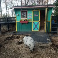 Bentley Veterinary Practice, PLLC ico