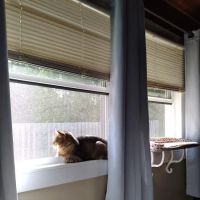 Center For Veterinary Care ico