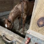 Millbrook Equine Veterinary Clinic, PC