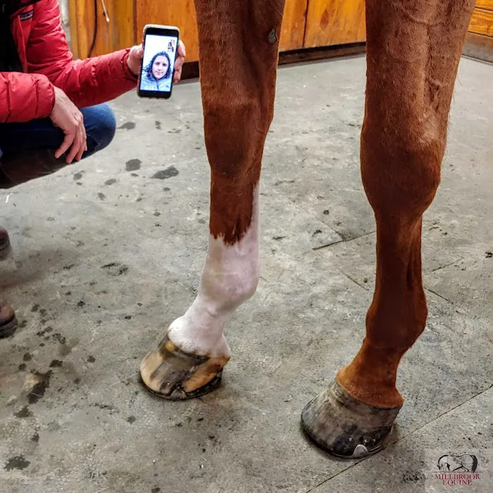 Millbrook Equine Veterinary Clinic, PC Picture 10