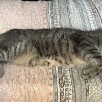 Veterinary Care of Bedford ico