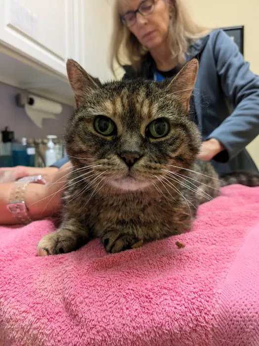 Veterinary Care of Bedford Picture 8