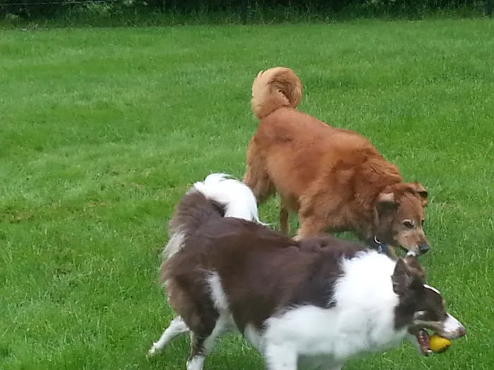 Cross River Animal Hospital Picture 7