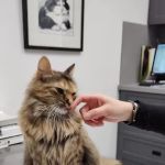 Brewster Veterinary Hospital