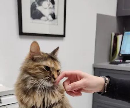 Brewster Veterinary Hospital