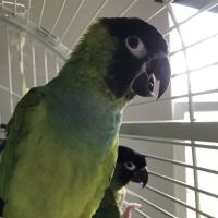 South Salem Animal Hospital ico